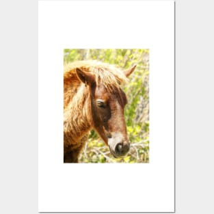 Assateague Pony Wyld Wynds Colt Posters and Art